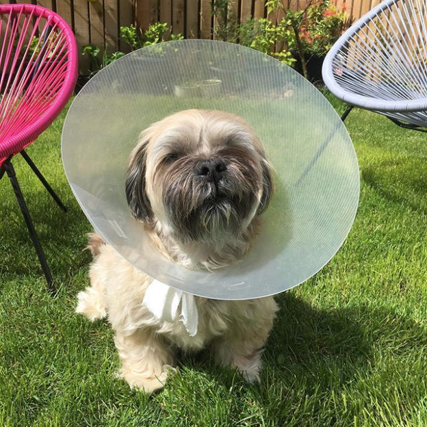He’s furious about it.We’ve been off the grid a bit these last few days as Bailie has had a mishap with his tail and is 100% committed to getting the Cone of Shame off… #24HourWatch #ConeOfShame #dugsnpubs #dugsnpubs #bailiedug