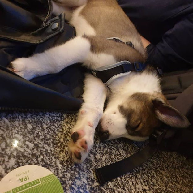 Wee Freya is out for the count in @dynamodundee